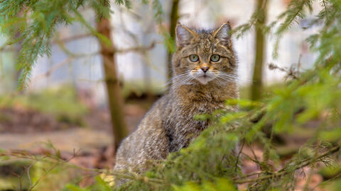 Katze im Wald